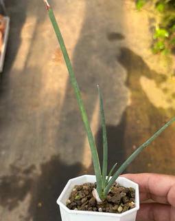 Dracaena serrulata 7 Pieces Seeds