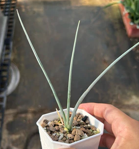 Dracaena serrulata 7 Pieces Seeds