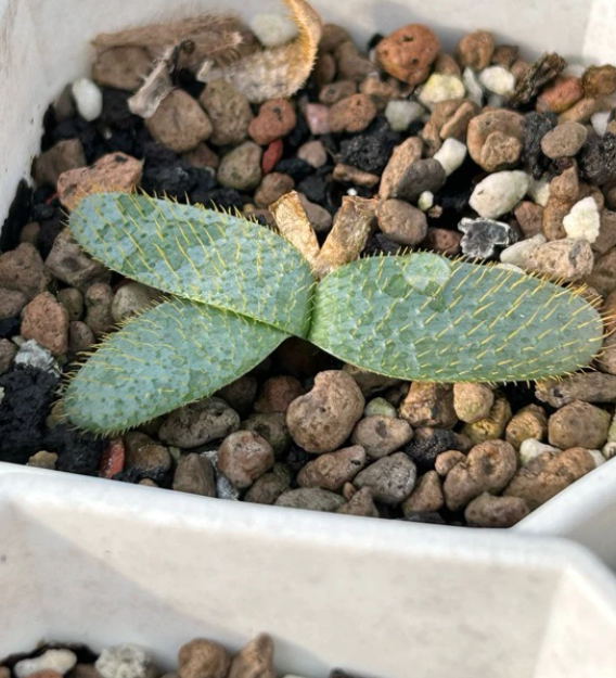 Brunsvigia namaquana 5 Pieces Seeds