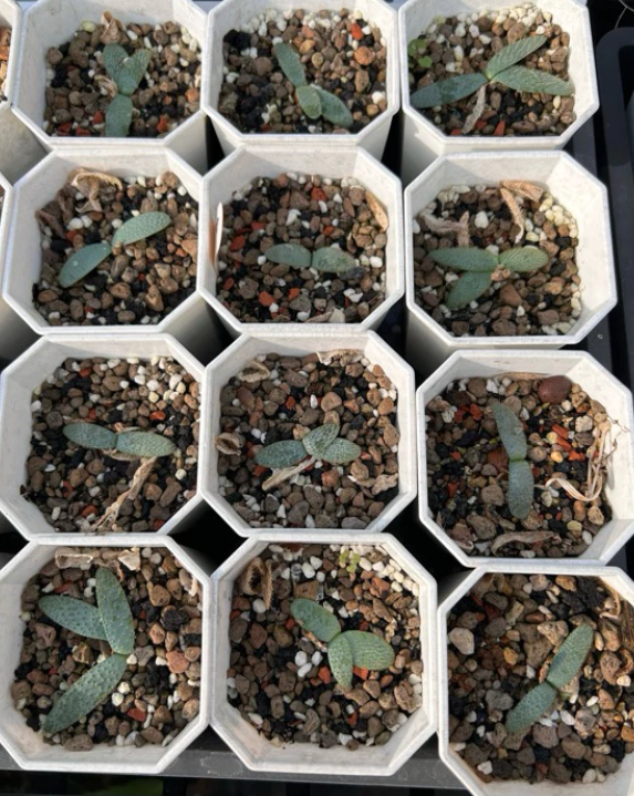 Brunsvigia namaquana 5 Pieces Seeds