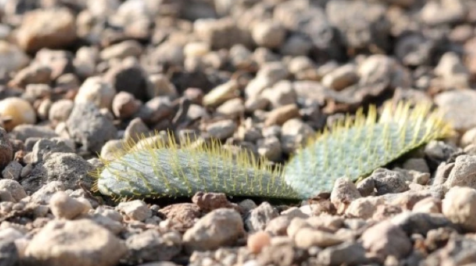 Brunsvigia namaquana 5 Pieces Seeds