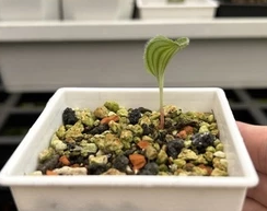 Eriospermum undulatum 3 Pieces Seeds