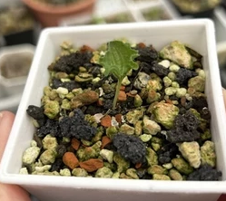 Eriospermum undulatum 3 Pieces Seeds