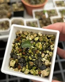 Eriospermum undulatum 3 Pieces Seeds