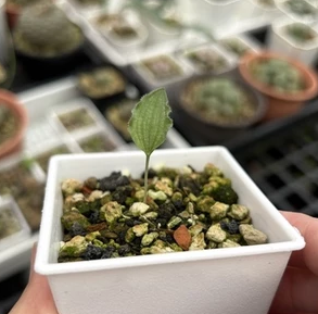 Eriospermum undulatum 3 Pieces Seeds