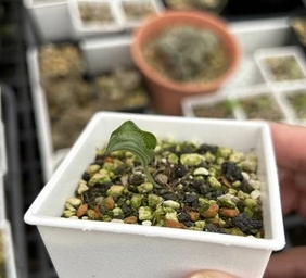 Eriospermum undulatum 3 Pieces Seeds