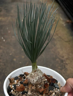 Gethyllis grandiflora 5 Pieces Seeds