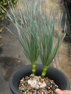 Gethyllis grandiflora 5 Pieces Seeds