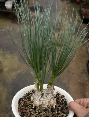 Gethyllis grandiflora 5 Pieces Seeds