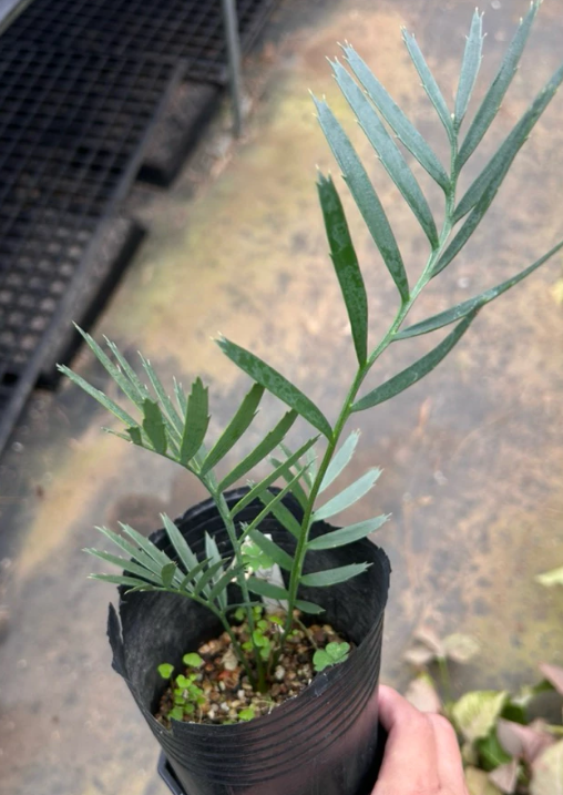 Encephalartos princeps 2 Pieces Seeds