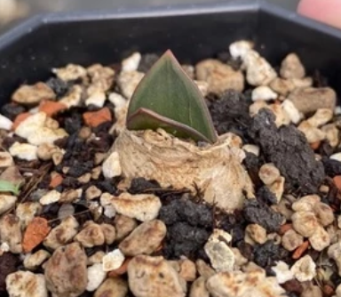 Drimia pulchromarginata 10 Pieces Seeds