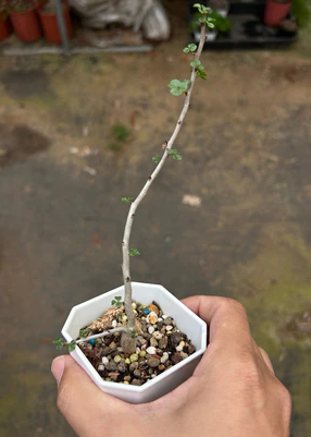 Commiphora capensis PLANT
