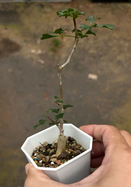 Commiphora capensis PLANT