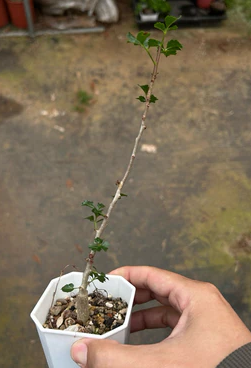 Commiphora capensis PLANT
