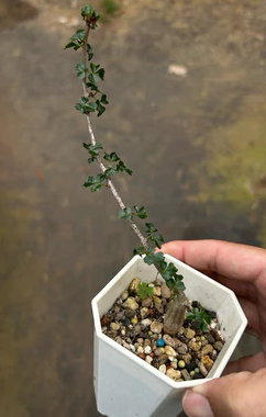 Commiphora capensis PLANT