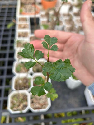 Commiphora capensis PLANT