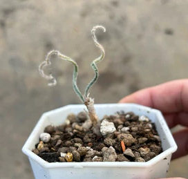 Gethyllis villosa 7 Pieces Seeds