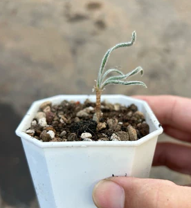Gethyllis villosa 7 Pieces Seeds