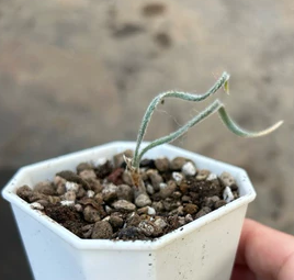 Gethyllis villosa 7 Pieces Seeds