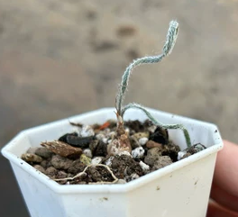 Gethyllis villosa 7 Pieces Seeds