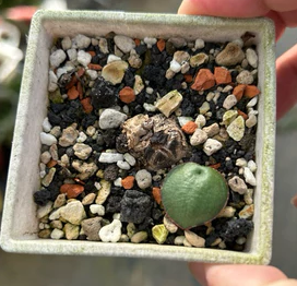Eriospermum capense subsp. capense 3 Pieces Seeds