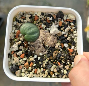 Eriospermum capense subsp. capense 3 Pieces Seeds