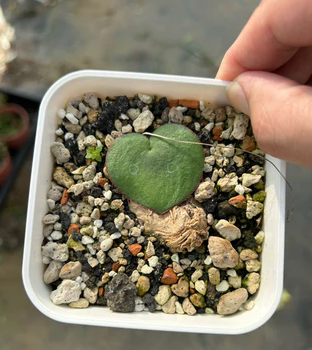 Eriospermum capense subsp. capense 3 Pieces Seeds