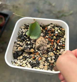Eriospermum capense subsp. capense 3 Pieces Seeds