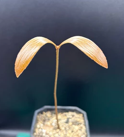 Zamia roezlii 2 Pieces Seeds