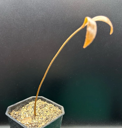 Zamia roezlii 2 Pieces Seeds