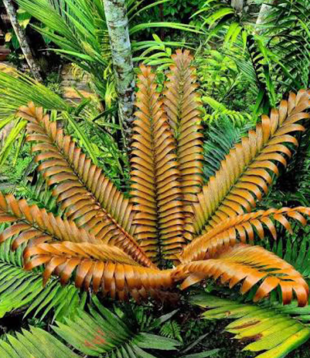 Zamia roezlii 2 Pieces Seeds