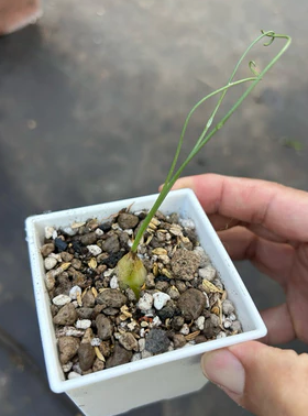 Ornithogalum osmynellum 5 Pieces Seeds