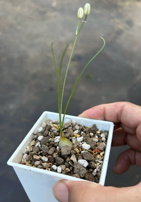 Ornithogalum osmynellum 5 Pieces Seeds