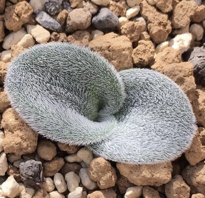 Drimia platyphylla 10 Pieces Seeds