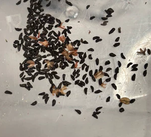 Drimia platyphylla 10 Pieces Seeds