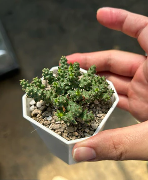Euphorbia planiceps 10 Pieces Seeds
