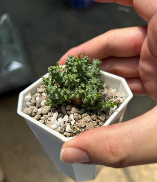 Euphorbia planiceps 10 Pieces Seeds