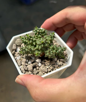 Euphorbia planiceps 10 Pieces Seeds