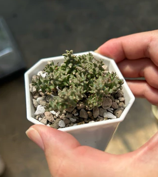 Euphorbia planiceps 10 Pieces Seeds