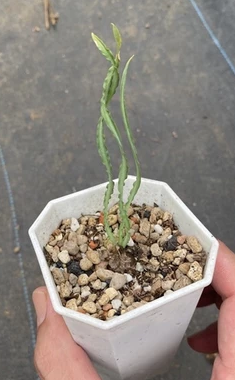 Drimia elata 10 Pieces Seeds