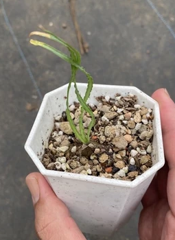 Drimia elata 10 Pieces Seeds