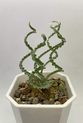 Drimia elata 10 Pieces Seeds