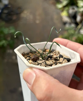 Albuca hallii 5 Pieces Seeds