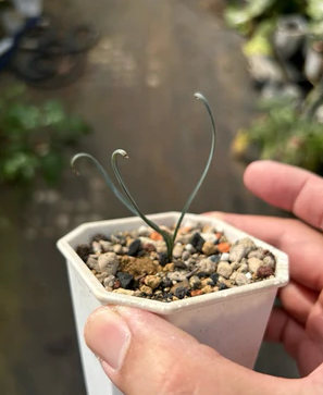 Albuca hallii 5 Pieces Seeds
