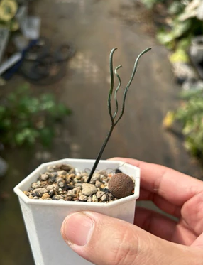 Albuca hallii 5 Pieces Seeds