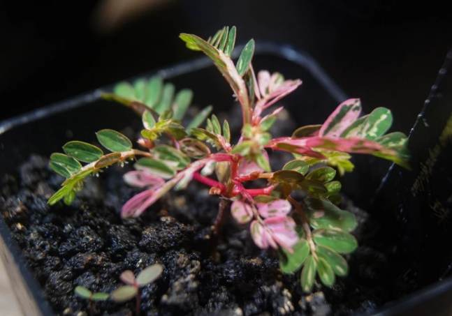 Phyllanthus sp.variegata 5 Pieces Seeds