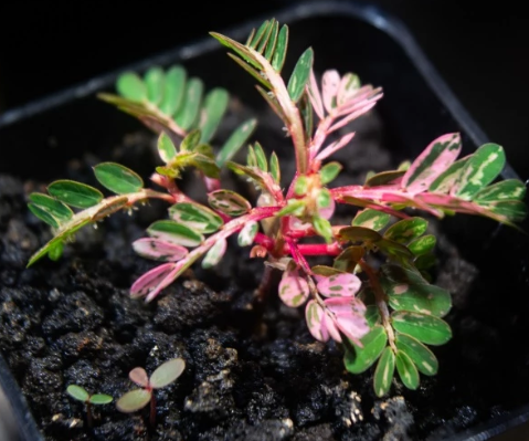Phyllanthus sp.variegata 5 Pieces Seeds