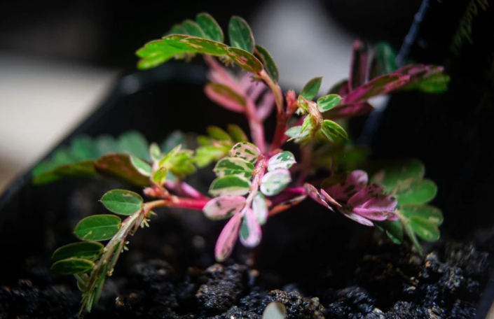 Phyllanthus sp.variegata 5 Pieces Seeds