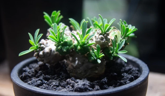 Euphorbia 'Gabisan' 5 Pieces Seeds