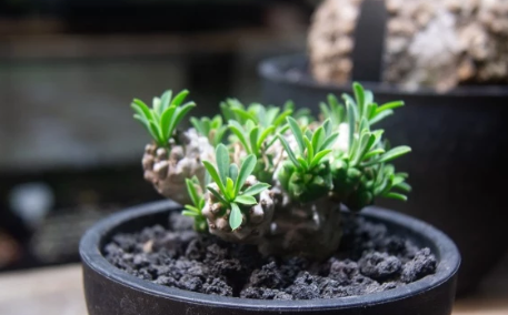 Euphorbia 'Gabisan' 5 Pieces Seeds